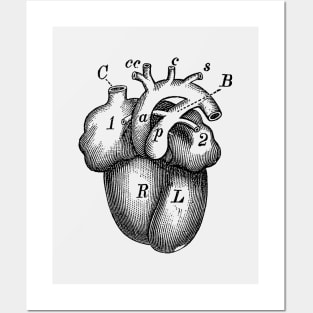 Simple Human Heart Diagram Posters and Art